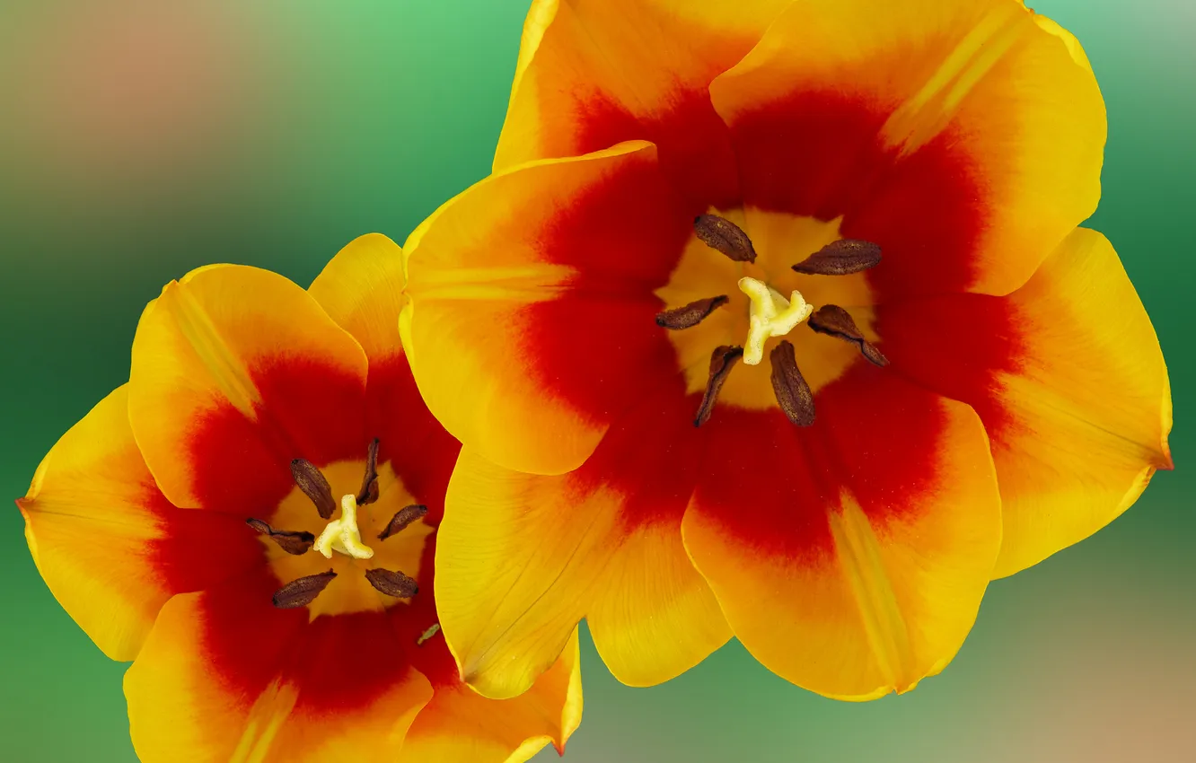 Photo wallpaper macro, petals, tulips