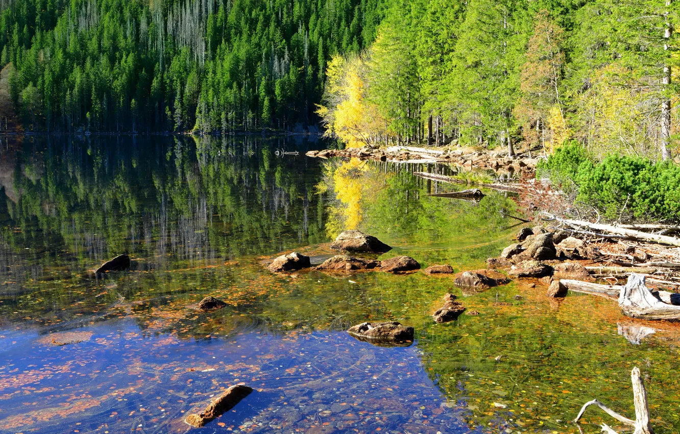 Photo wallpaper forest, water, trees, lake, reflection, stones, Czech Republic, Sunny
