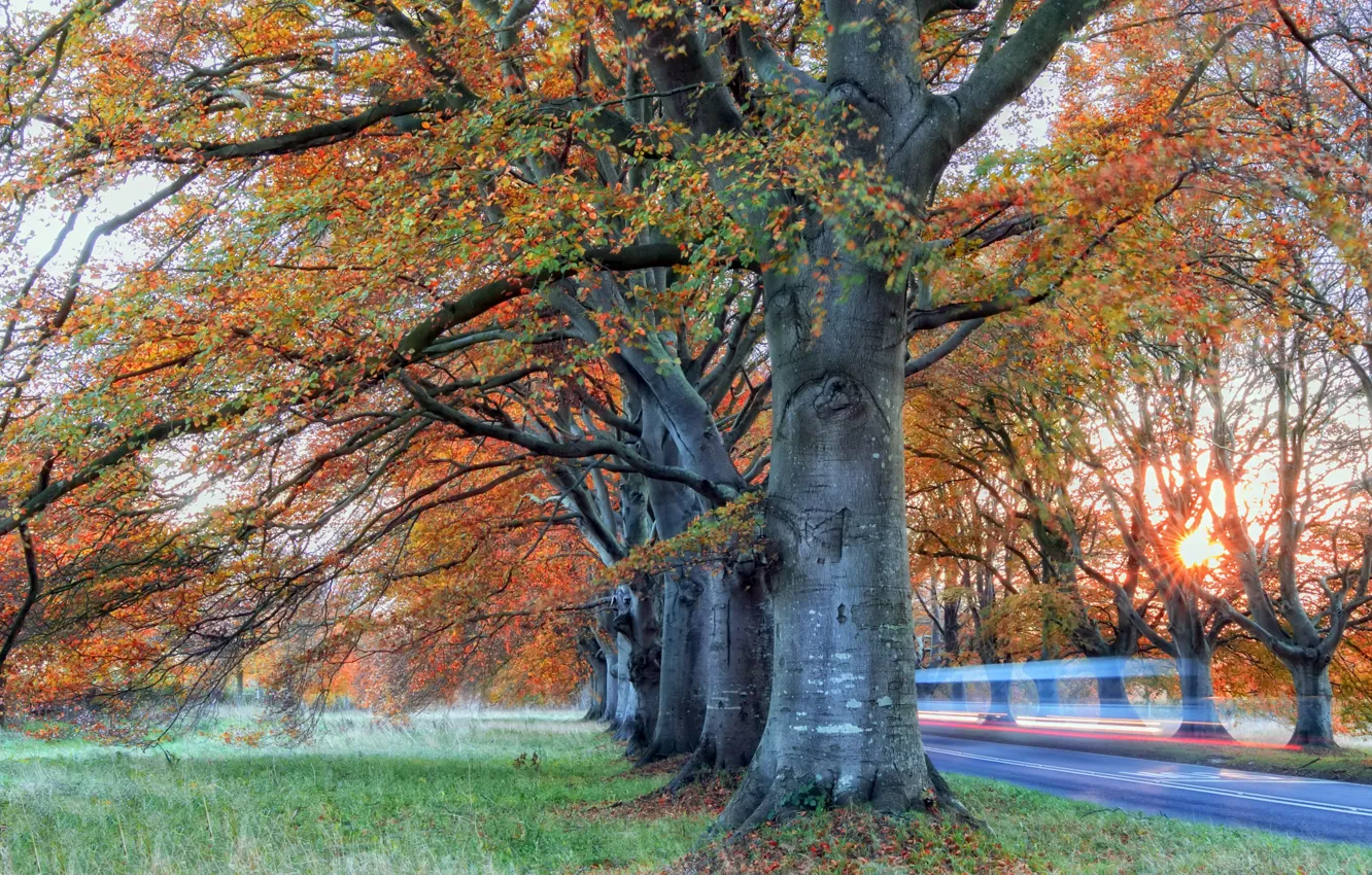 Photo wallpaper road, autumn, trees