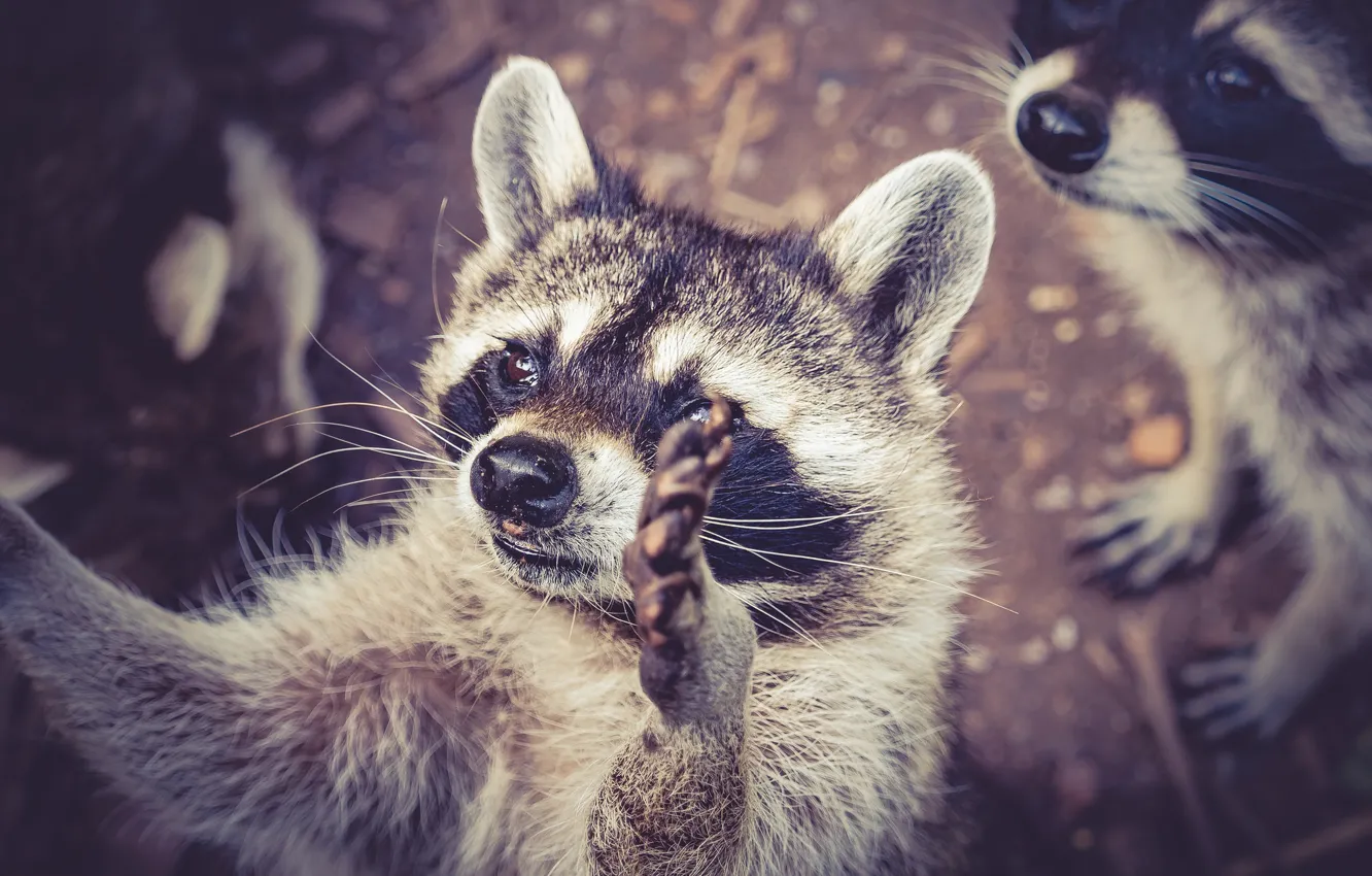 Photo wallpaper animal, legs, raccoon