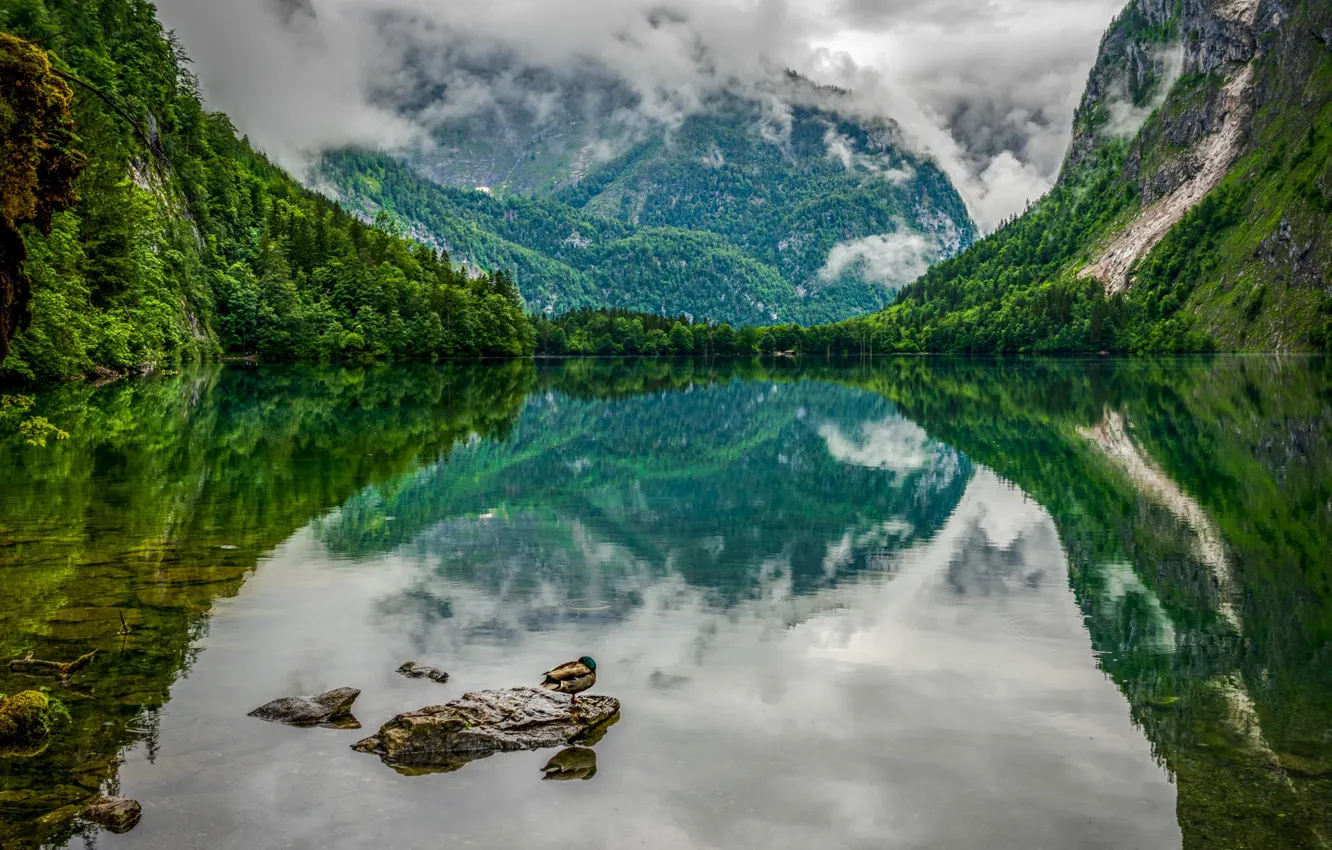 Photo wallpaper mountains, lake, stones, bird, shore, duck