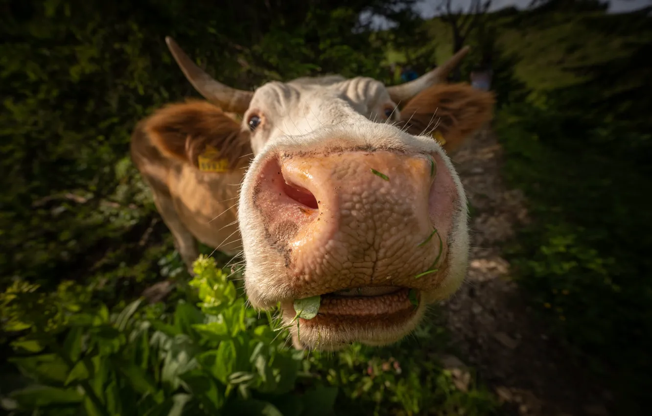 Photo wallpaper face, portrait, cows