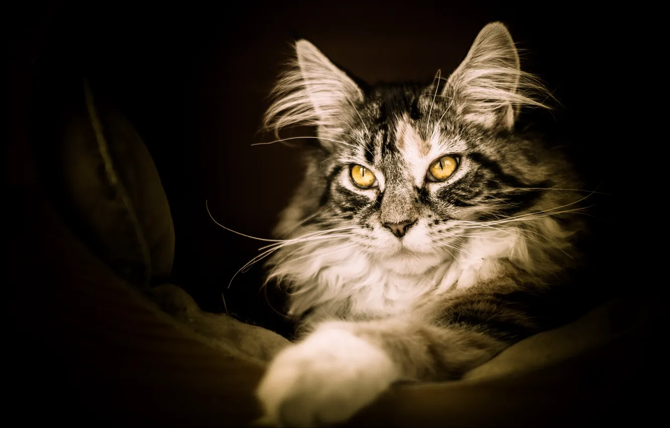 Photo wallpaper cat, cat, look, pose, the dark background, grey, paw, portrait