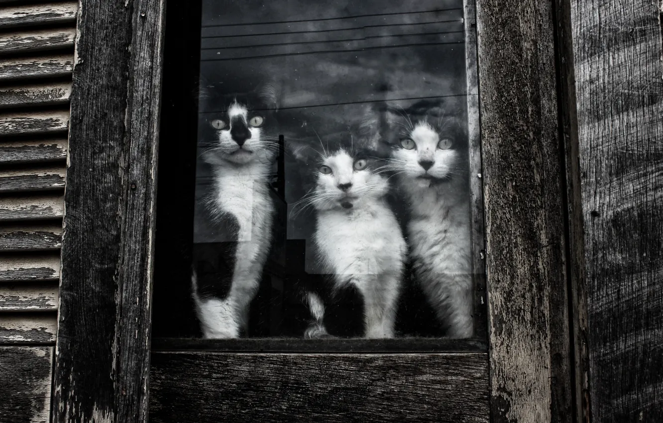 Photo wallpaper look, cats, window, Kote
