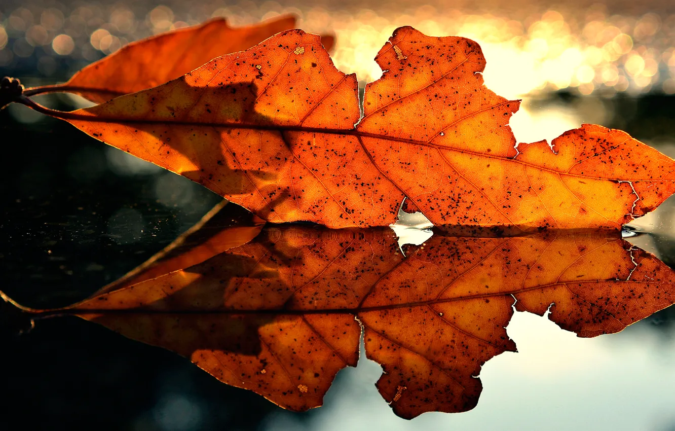 Photo wallpaper autumn, macro, sheet, reflection