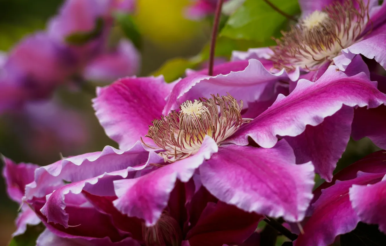Photo wallpaper macro, bright, petals, clematis, clematis