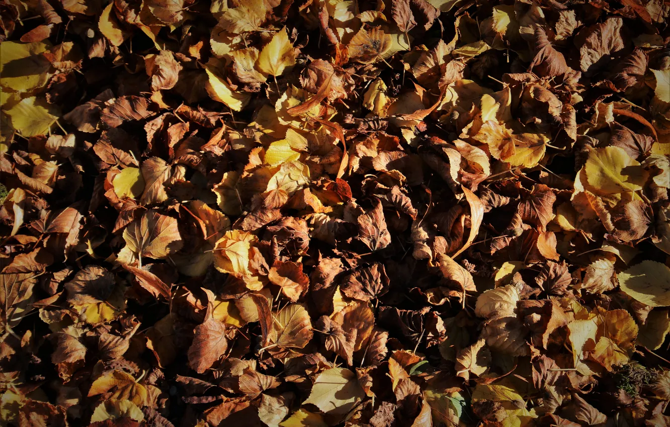 Photo wallpaper autumn, leaves, Dry