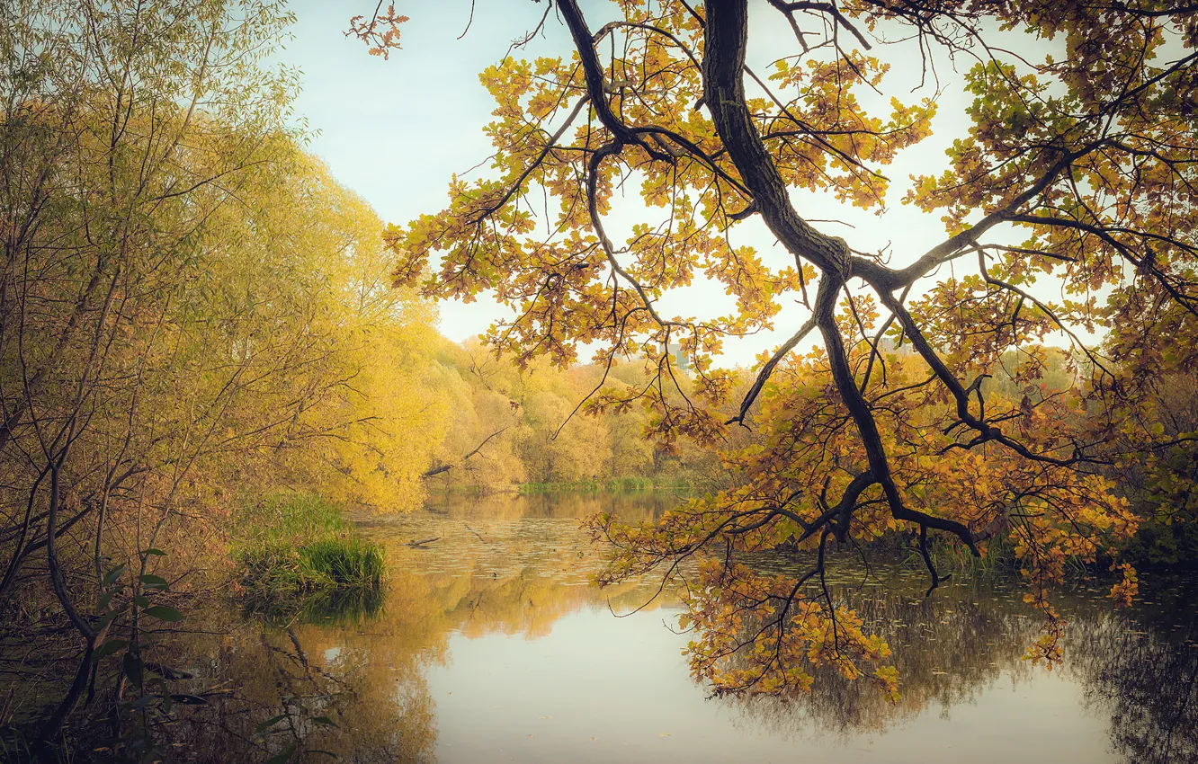 Photo wallpaper autumn, forest, leaves, trees, branches, lake, yellow