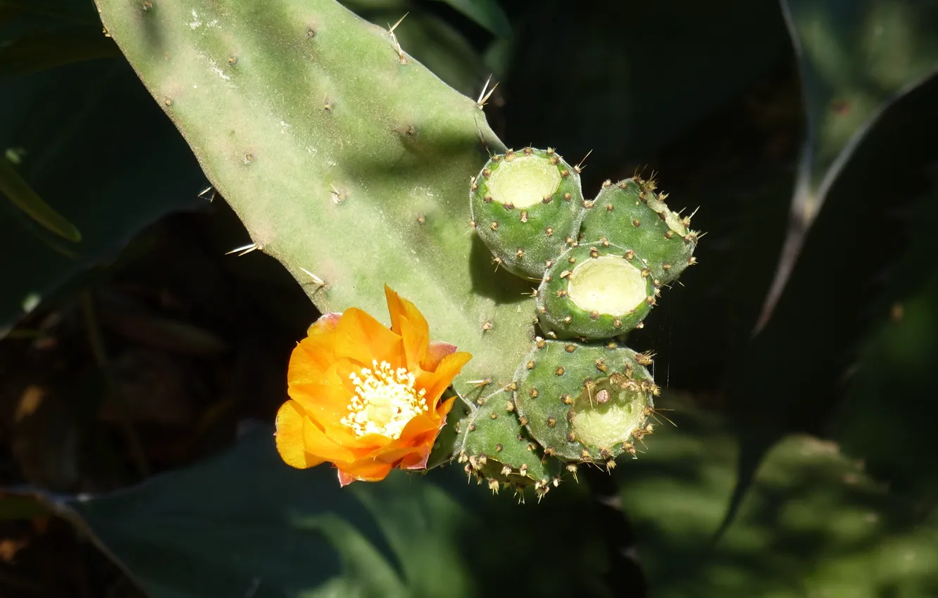 Photo wallpaper cactus, Blanes, pinya de rosa
