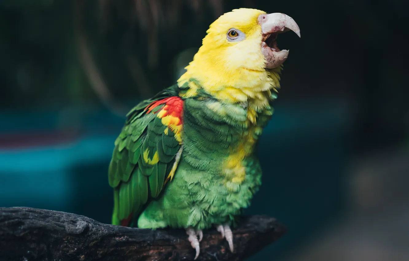 Photo wallpaper branches, pose, beak, parrot, bokeh, bird, bitches