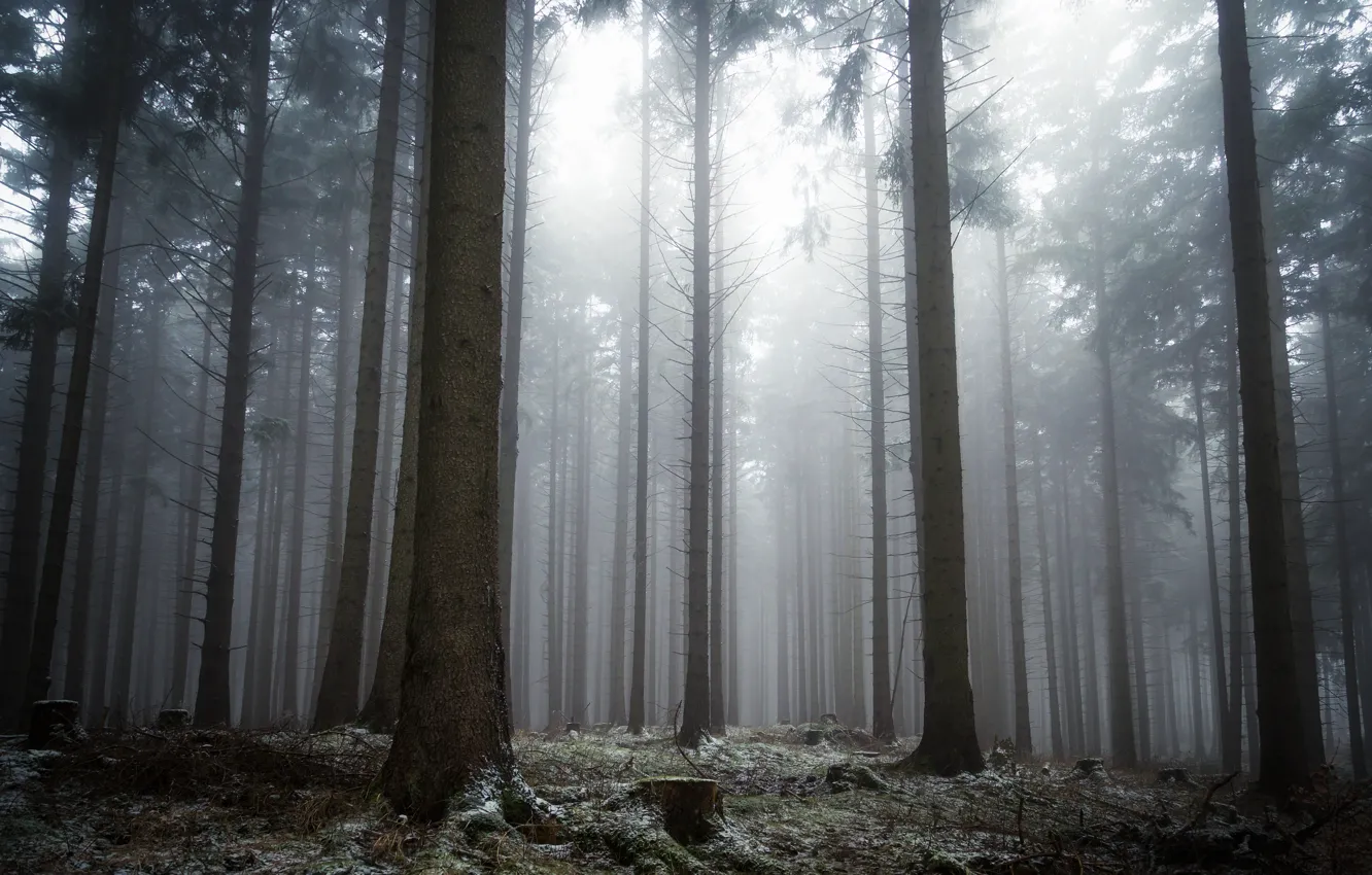 Photo wallpaper winter, forest, snow, trees, nature, fog, Germany, Germany