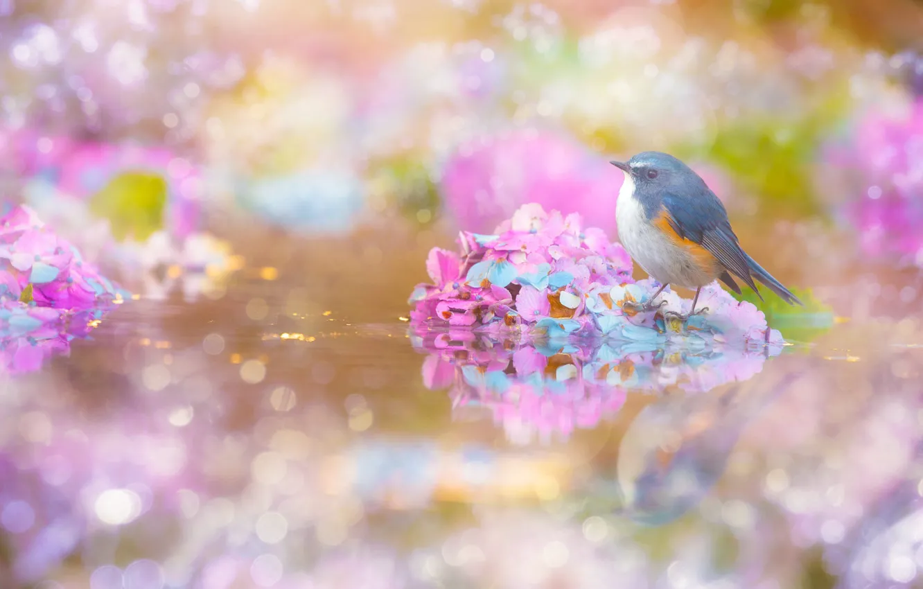 Photo wallpaper water, flowers, glare, reflection, blue, bird, treatment, pink