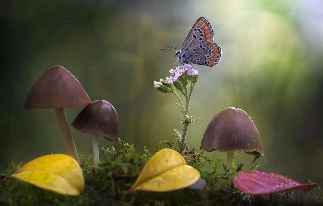 Photo wallpaper flower, leaves, macro, nature, butterfly, mushrooms, moss, bokeh