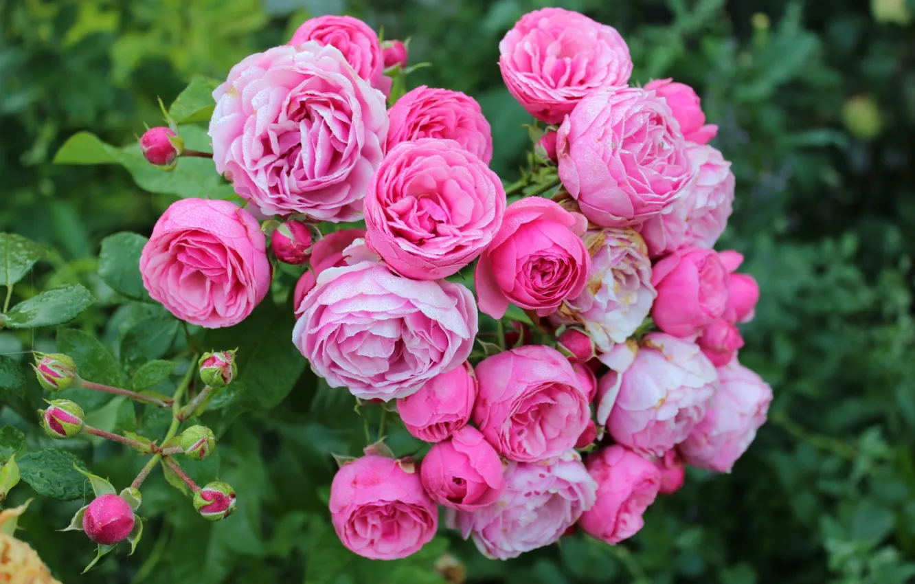 Photo wallpaper pink, Bush, roses