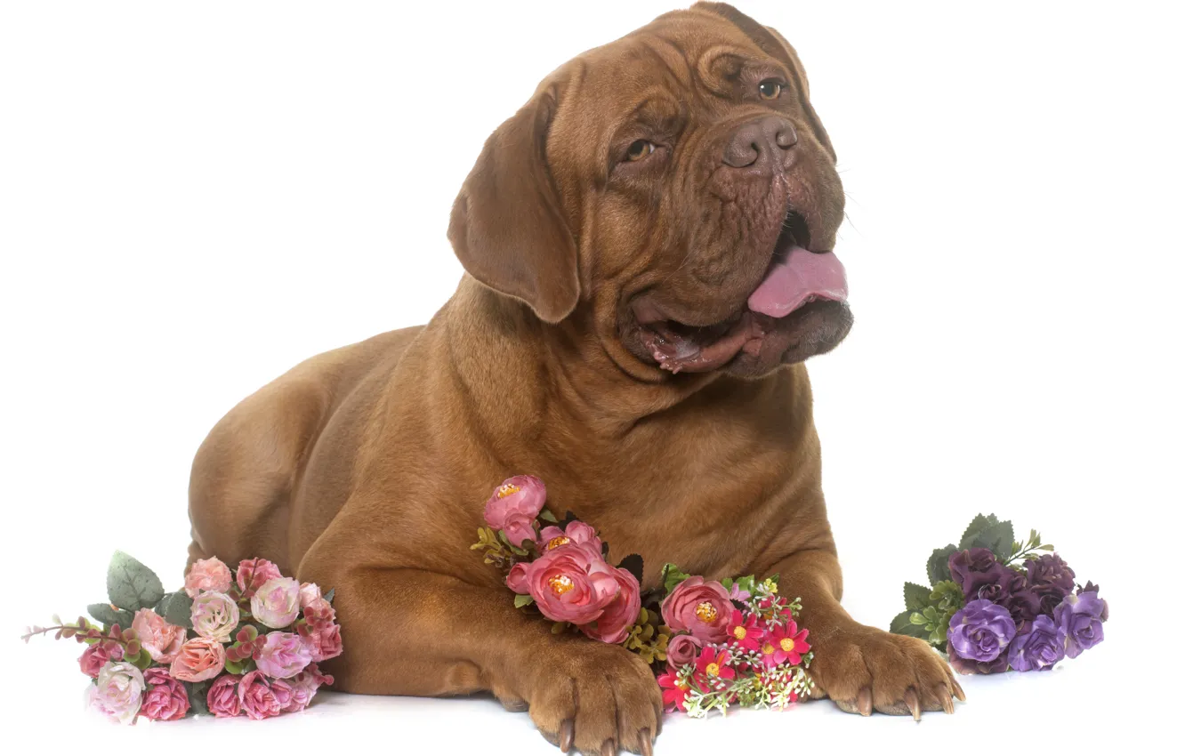 Photo wallpaper look, face, dog, paws, Brown, Dogue de Bordeaux