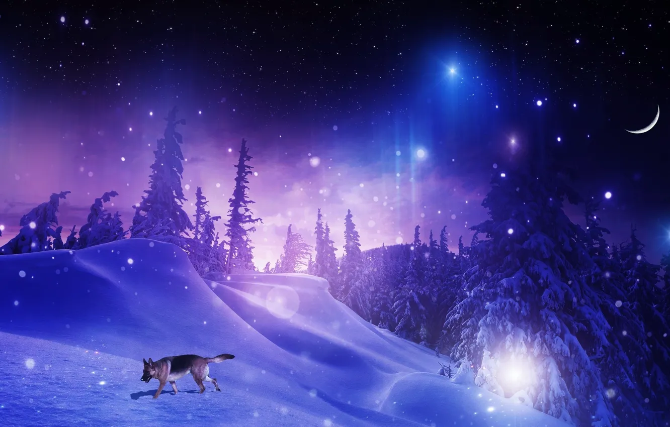 Photo wallpaper winter, forest, stars, snow, trees, snowflakes, night, photoshop