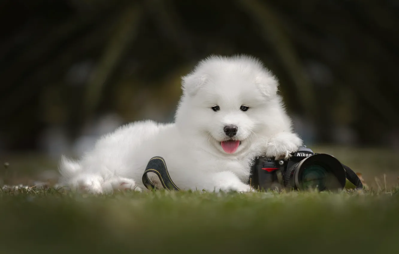 Photo wallpaper white, grass, look, nature, the dark background, glade, portrait, dog