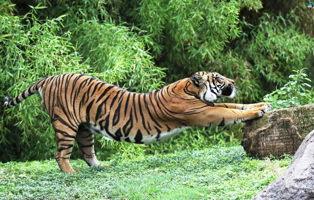 Photo wallpaper tiger, animal, wildlife, big cats