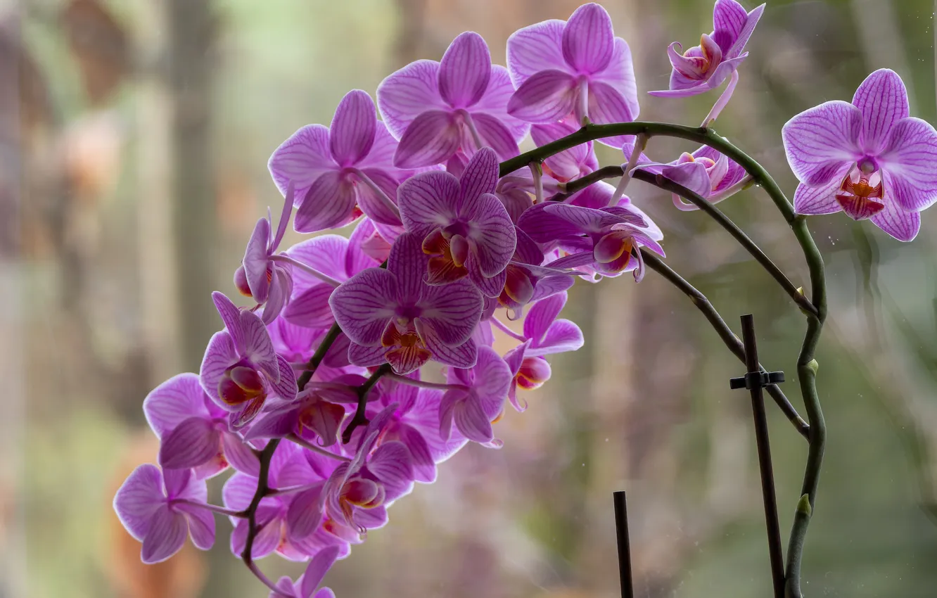 Photo wallpaper flowers, pink, Orchid, lilac