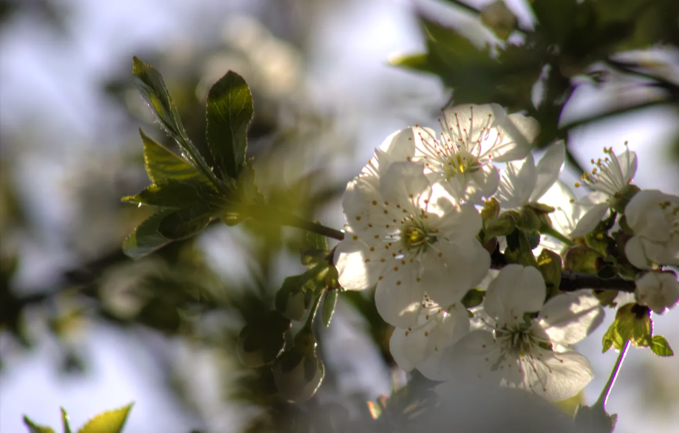 Photo wallpaper flowers, branches, nature, cherry, spring, petals, Sakura, white
