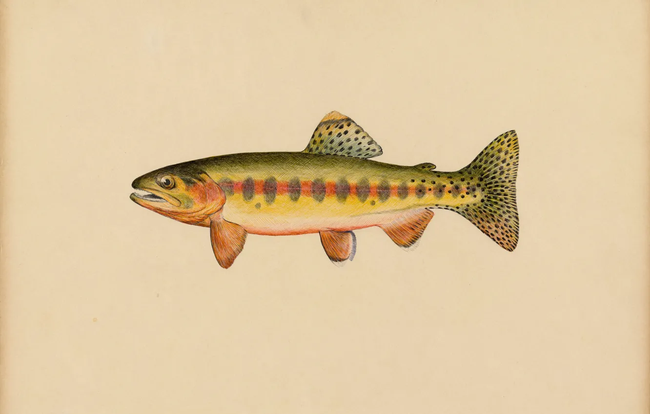 Photo wallpaper Fish, Picture, American artist, Miles Ernest Rost, Salmo roosevelti Evermann, Volcano Creek golden trout, Miles …