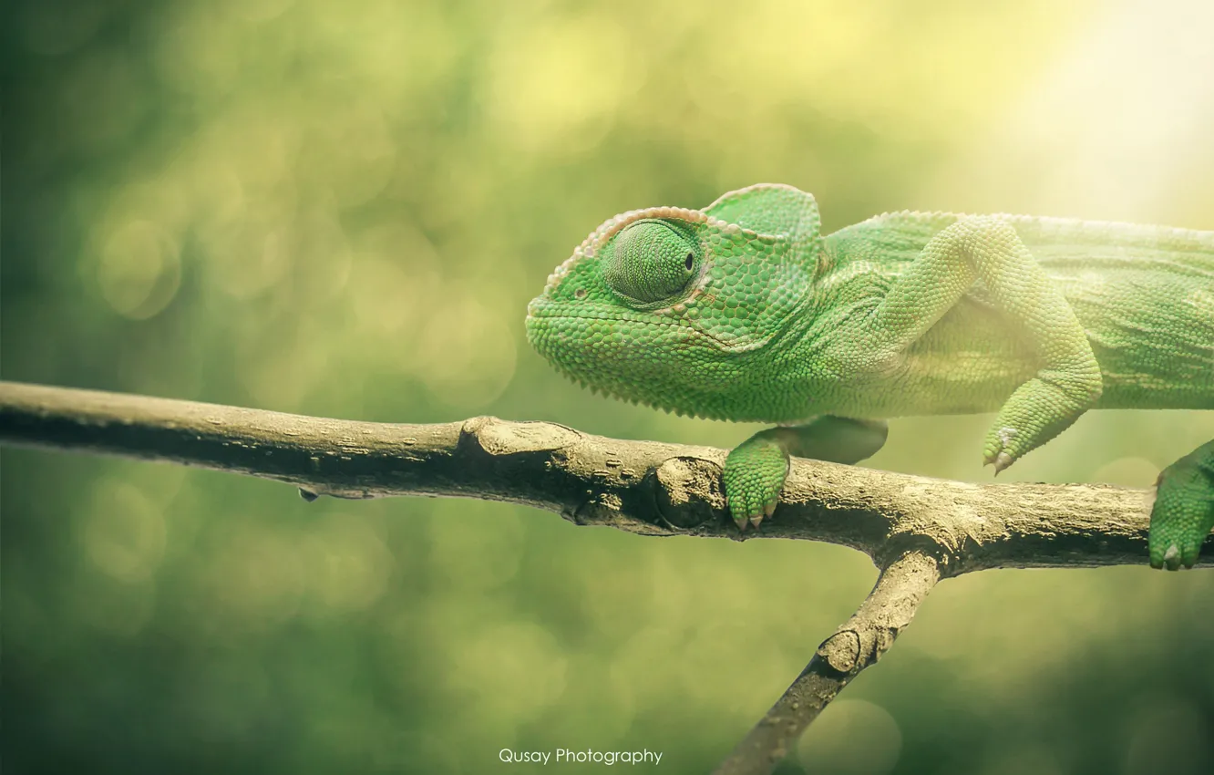 Photo wallpaper chameleon, branch, lizard, bokeh