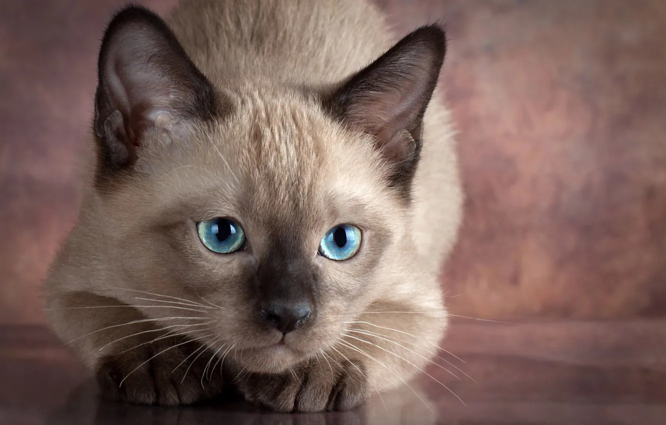 Photo wallpaper eyes, look, animal, cub, kitty, Anna Verzina, Anna Varzina