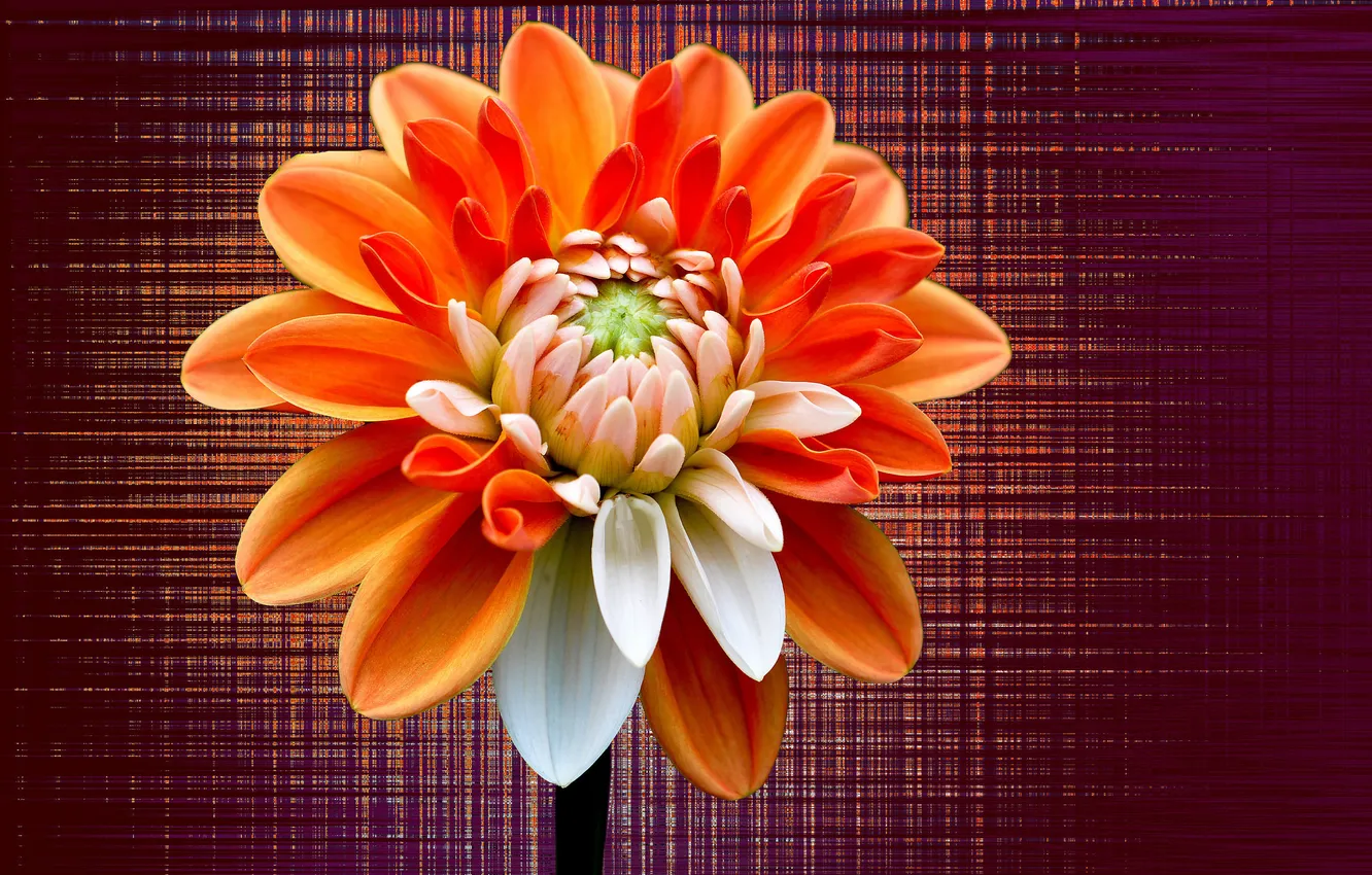 Photo wallpaper flowers, texture, petals, stem