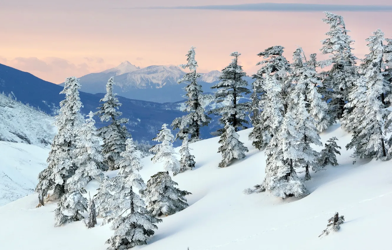 Photo wallpaper snow, trees, mountains