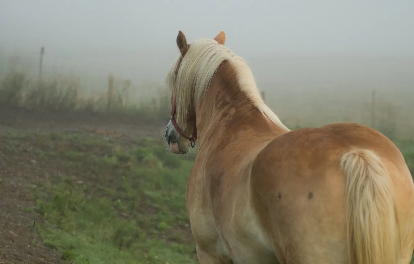 Photo wallpaper field, fog, horse