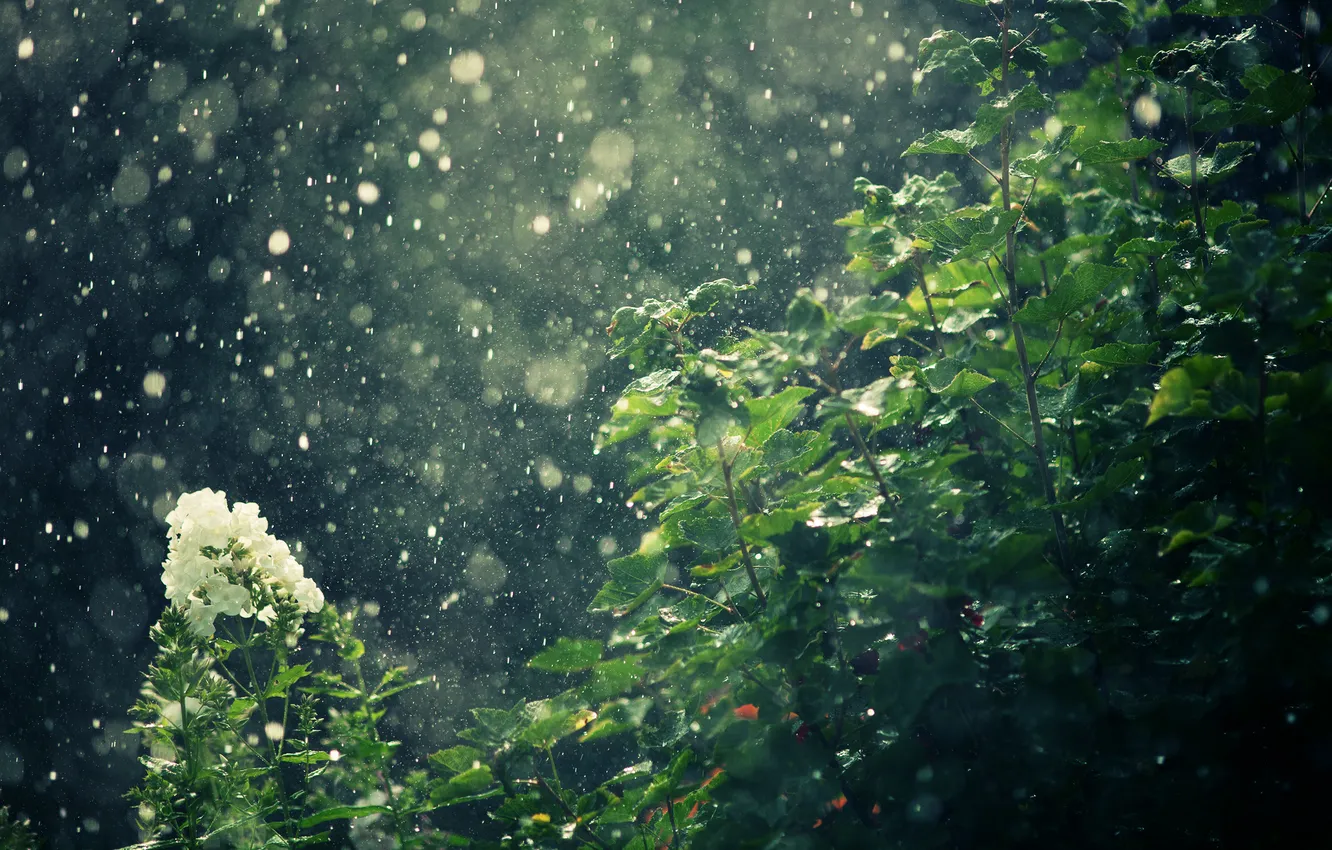 Photo wallpaper flowers, nature, rain, the bushes