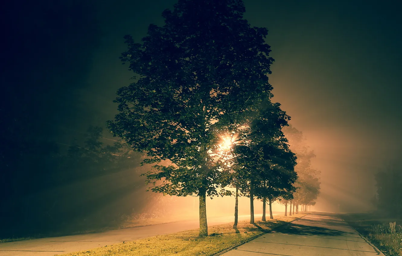 Photo wallpaper trees, night, the city, street