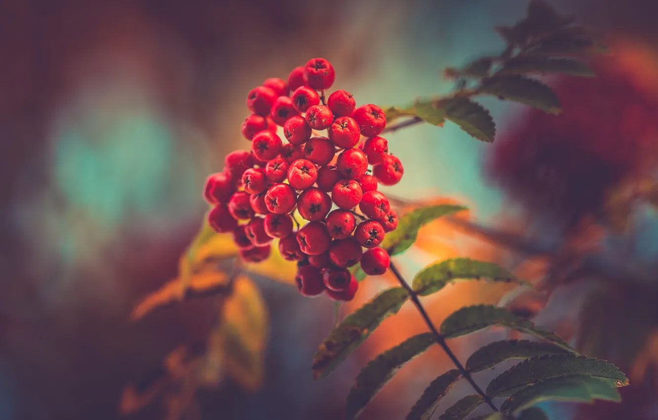 Photo wallpaper forest, autumn, berries, Red Berries