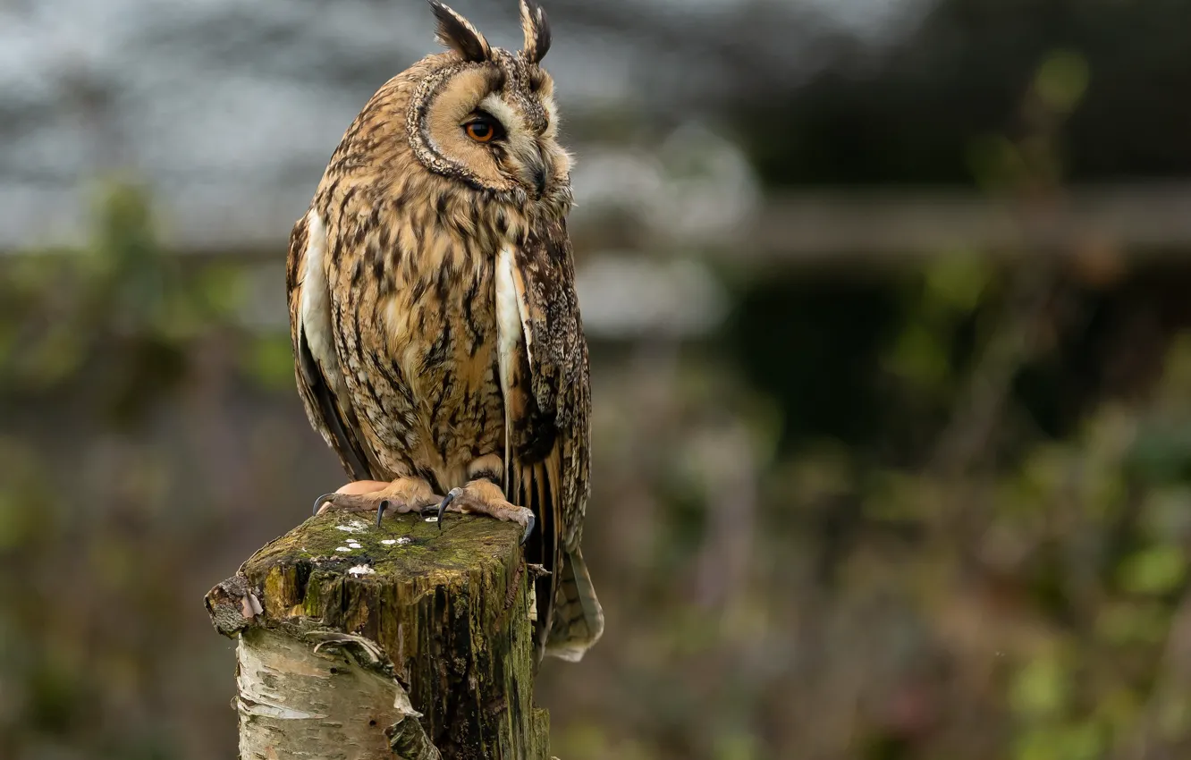 Photo wallpaper owl, blurred background, on the stump