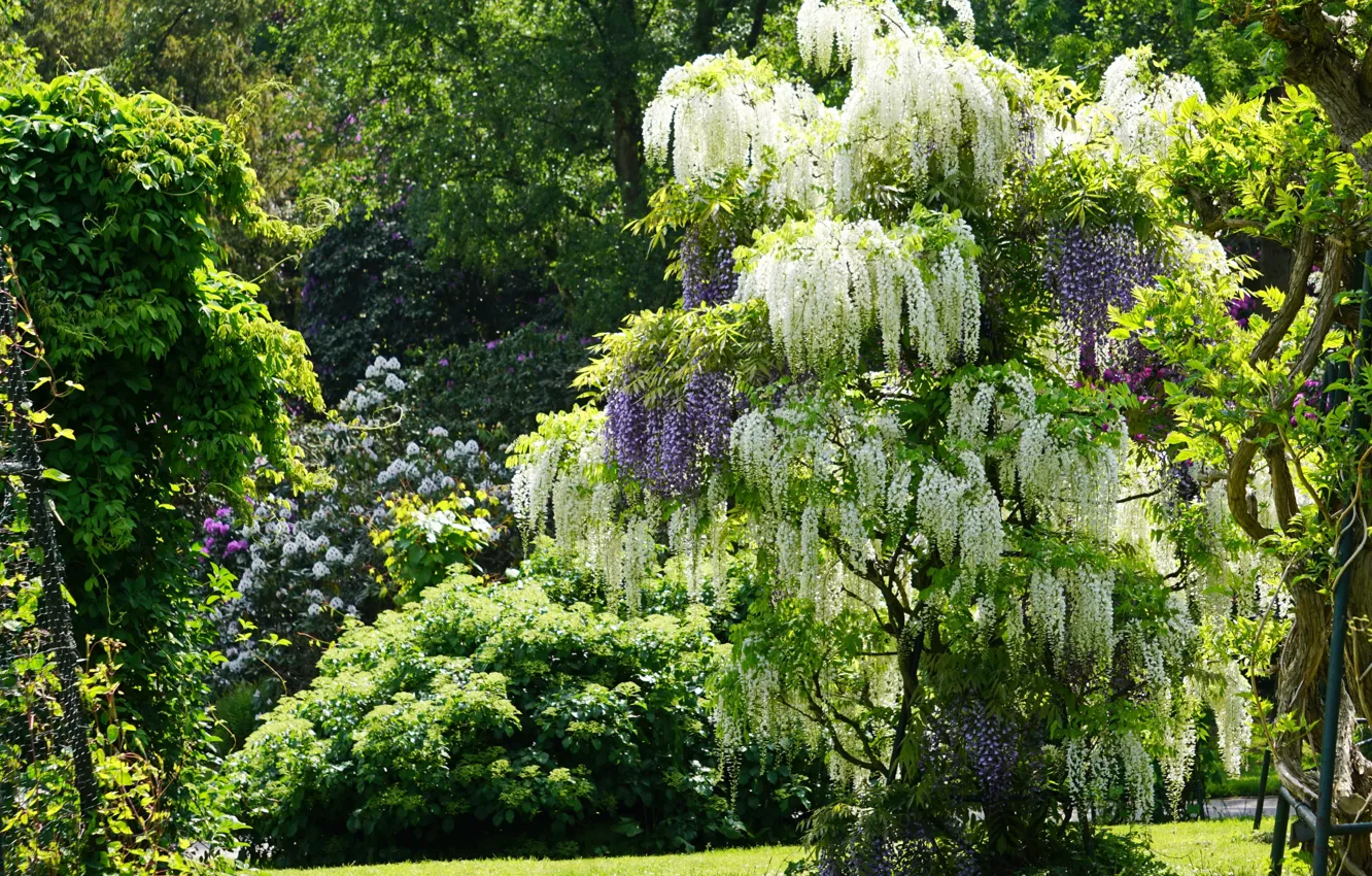 Photo wallpaper trees, Wisteria, Wisteria