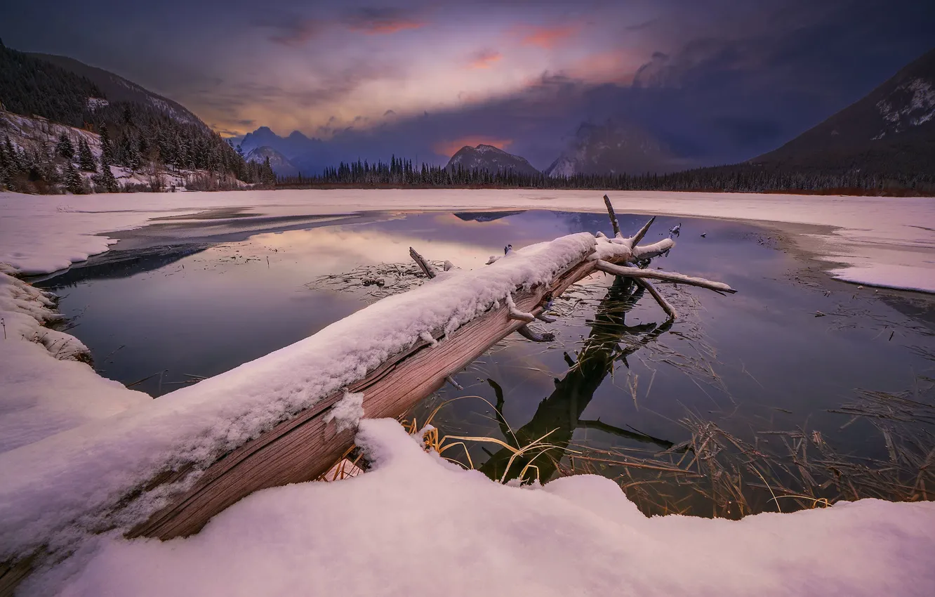 Photo wallpaper trees, snow, winter, Canada, Lake Vermilion