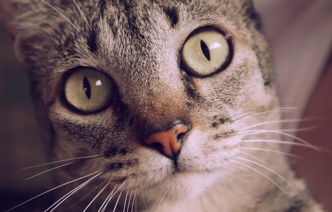 Photo wallpaper eyes, cat, mustache, look