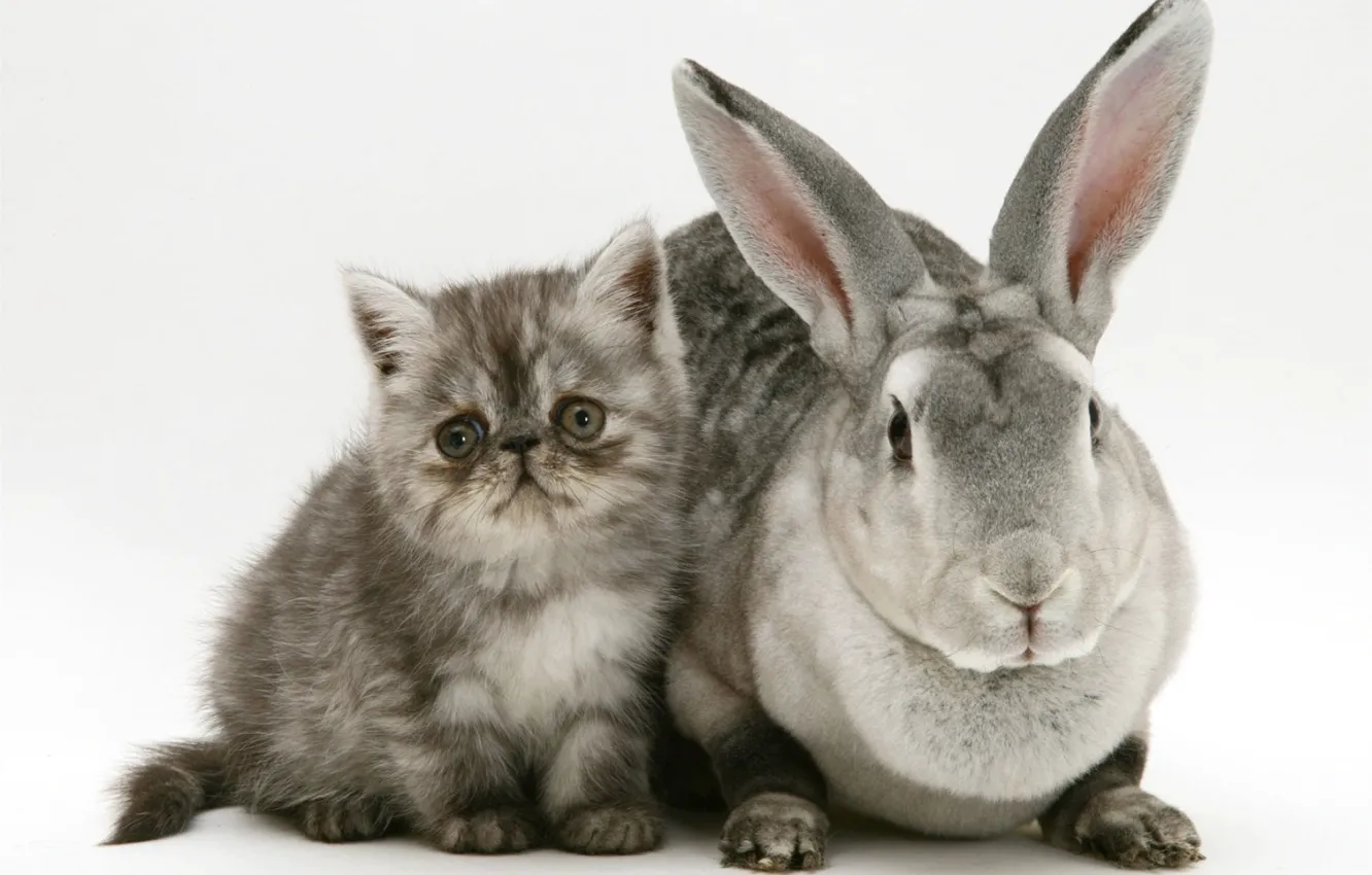 Photo wallpaper kitty, rabbit, grey