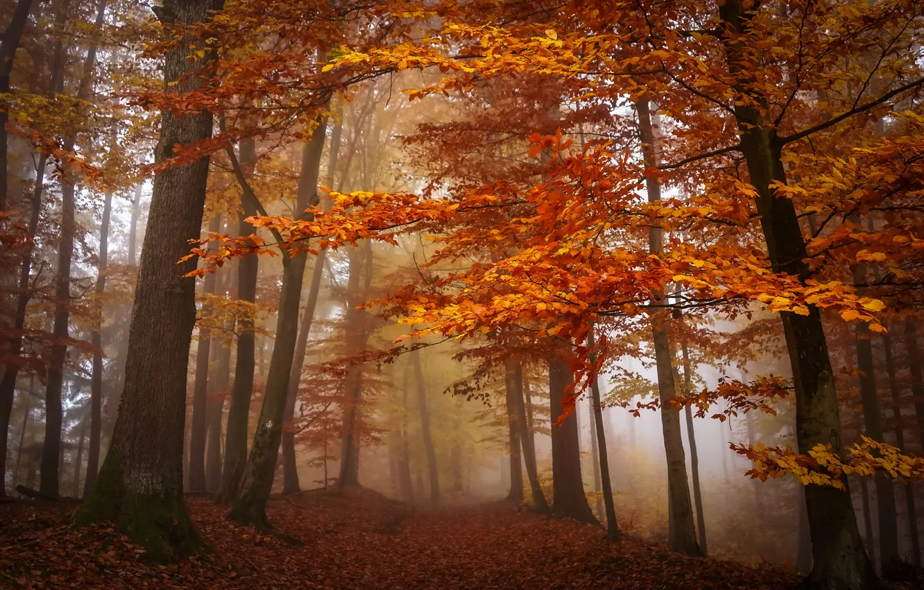 Photo wallpaper autumn, forest, fog