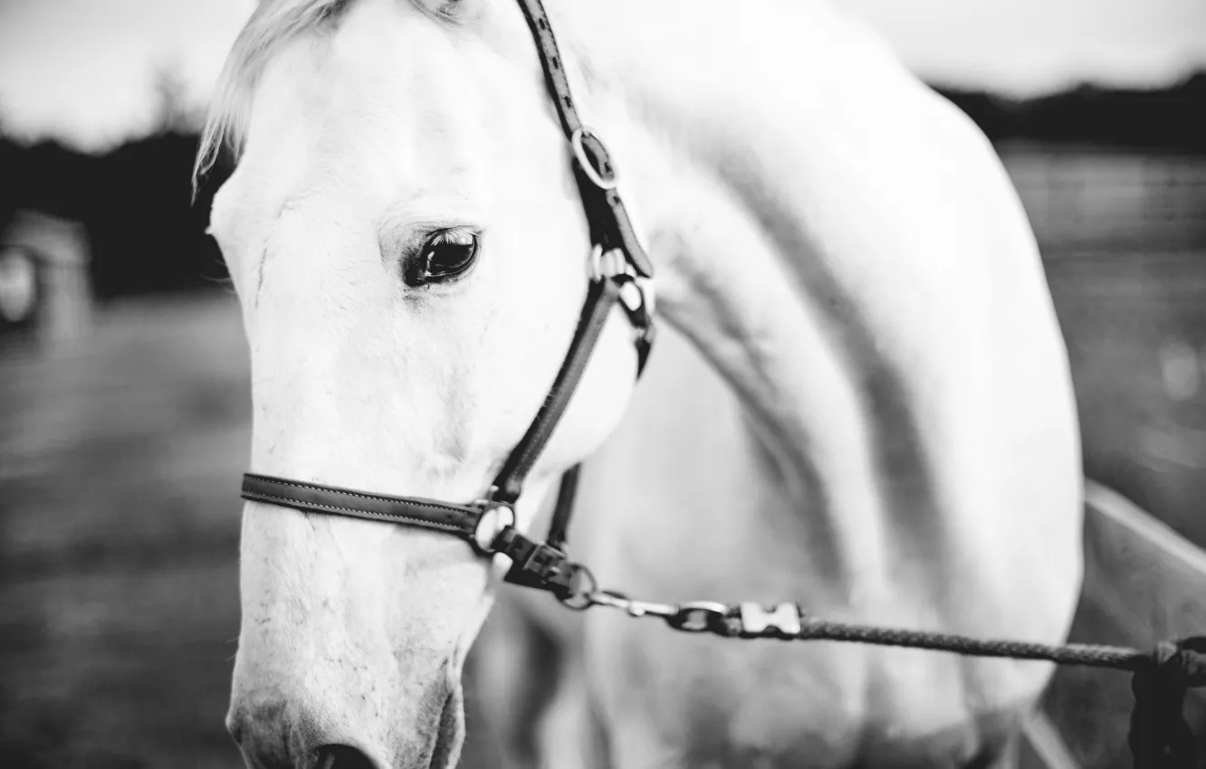 Photo wallpaper eyes, horse, white