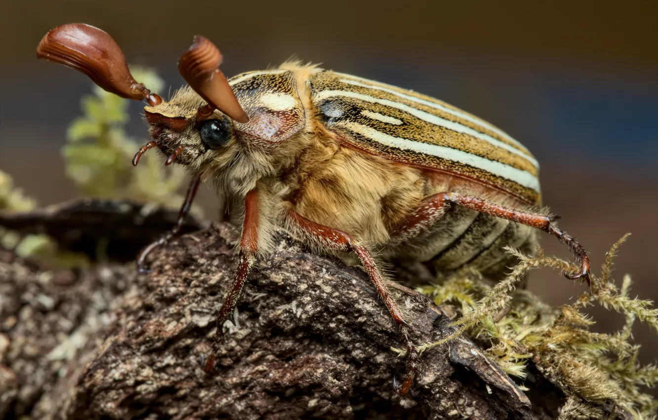 Photo wallpaper macro, beetle, chafer
