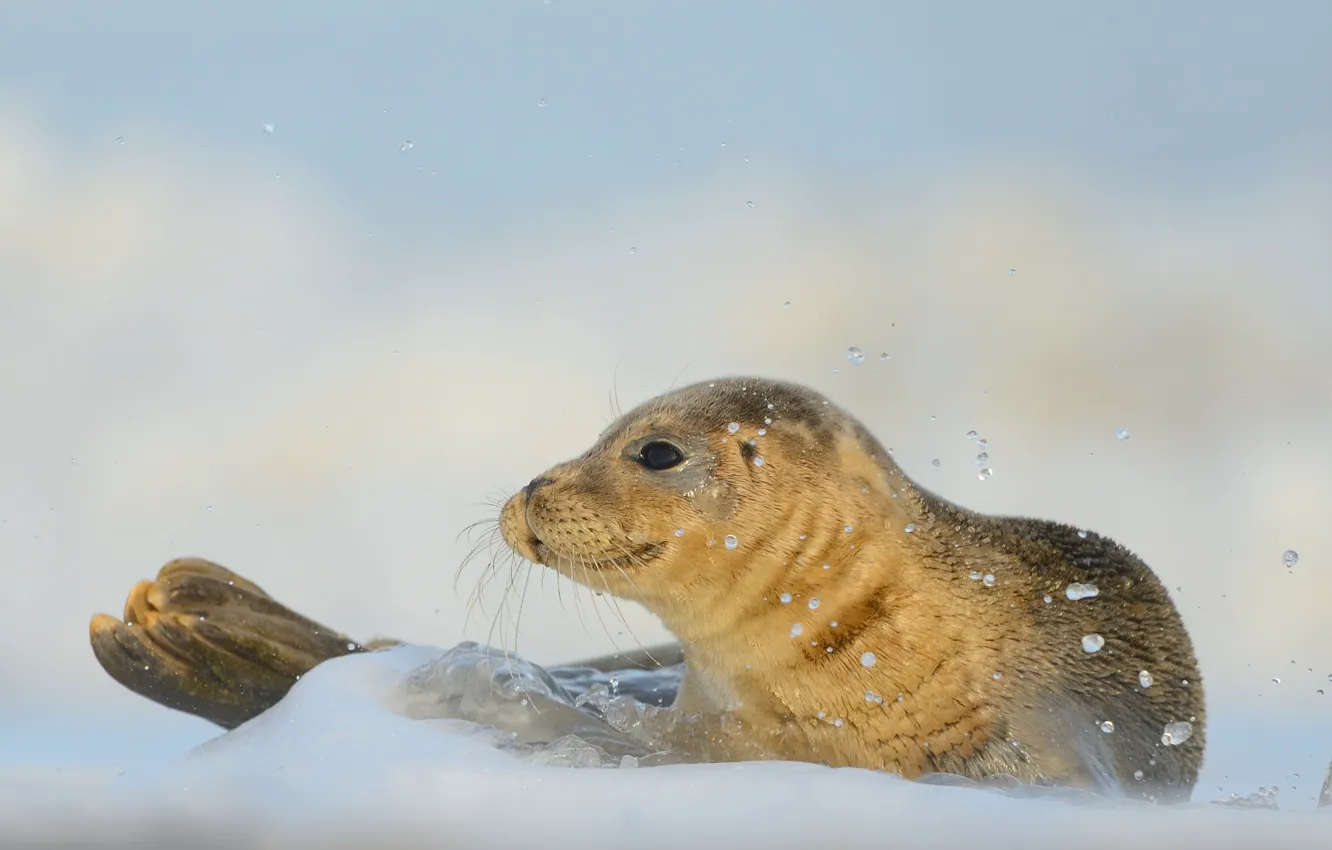 Photo wallpaper look, water, squirt, pose, shore, seal, face, Navy seal