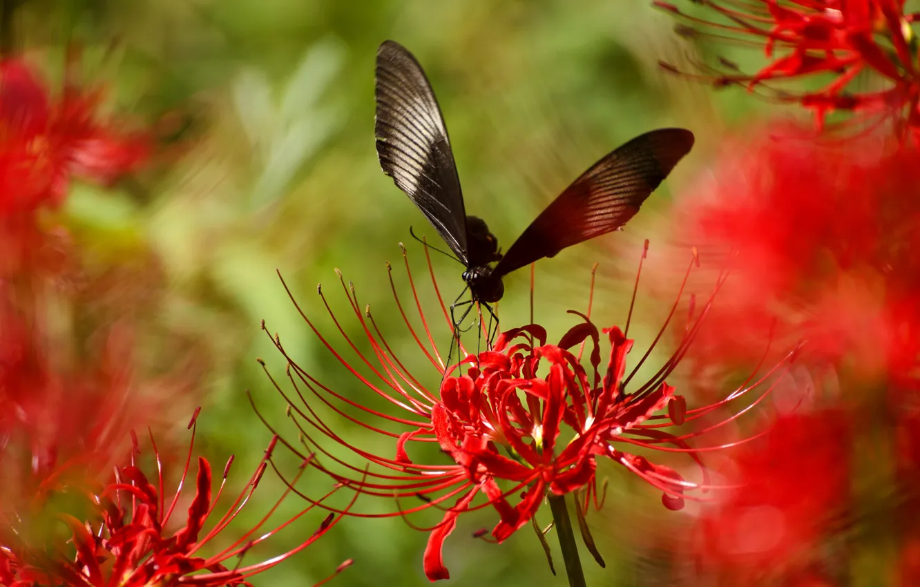 Photo wallpaper flower, plant, wings, petals, insect