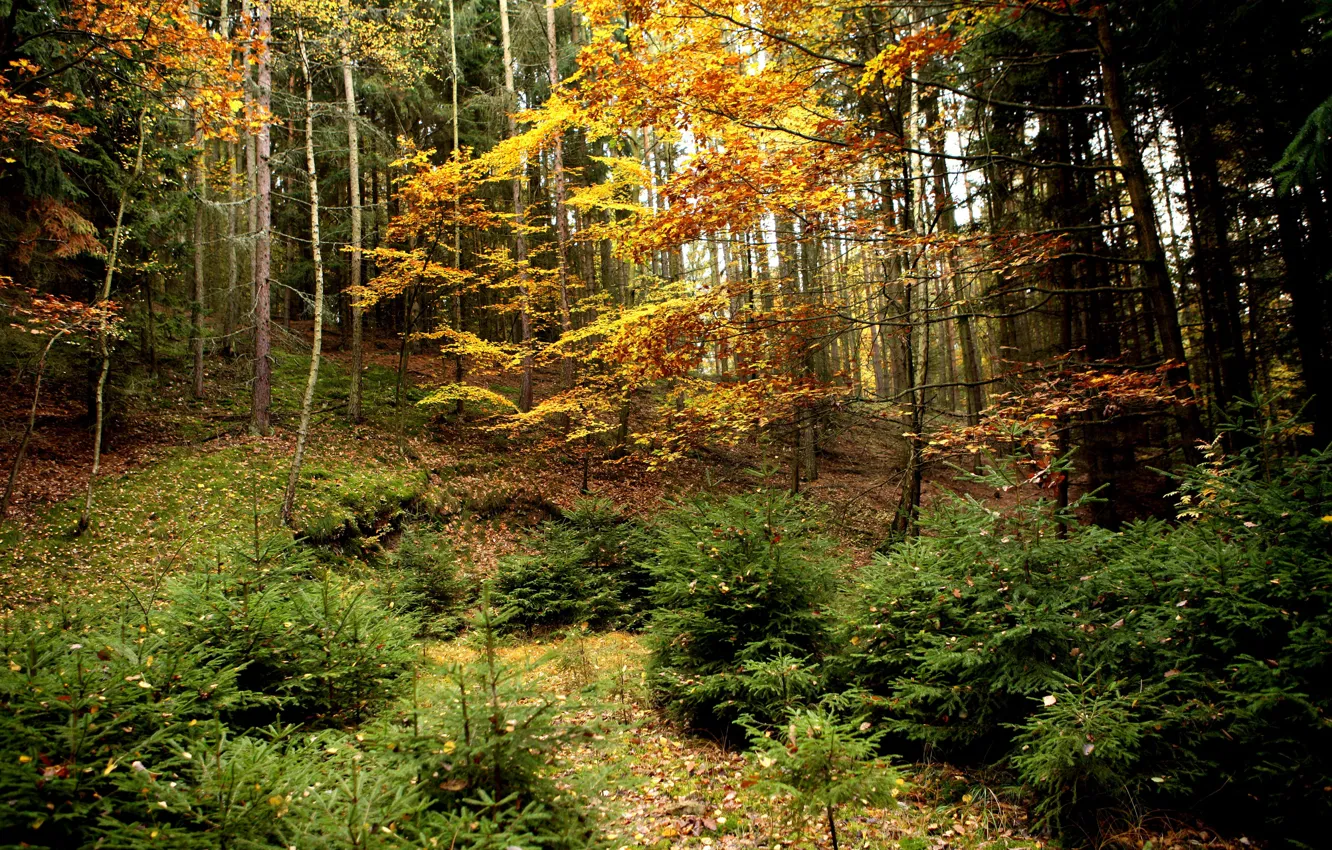 Photo wallpaper autumn, forest, leaves, trees, yellow, the bushes