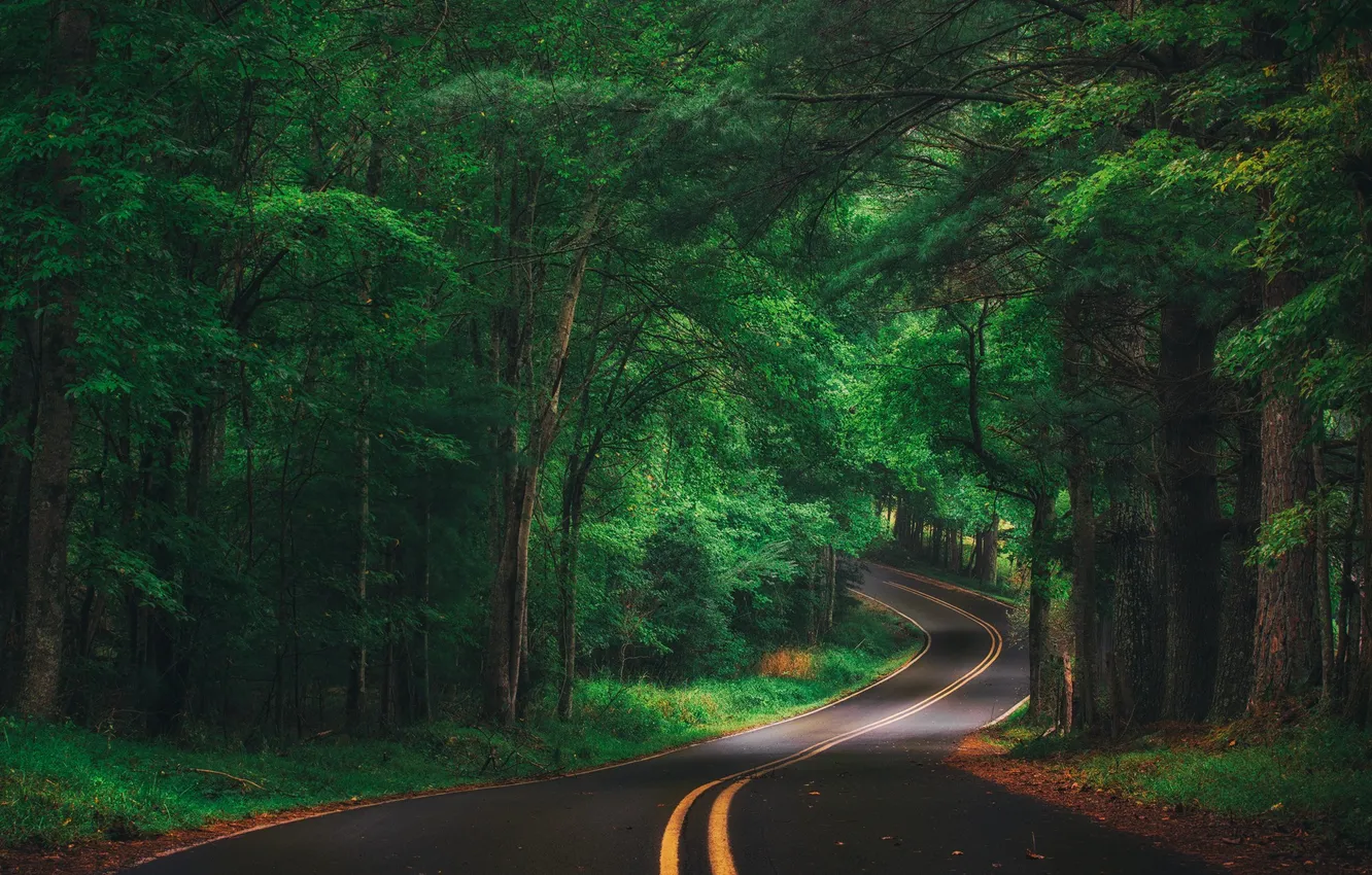 Photo wallpaper road, forest, trees, landscape, nature, plant, forest, road