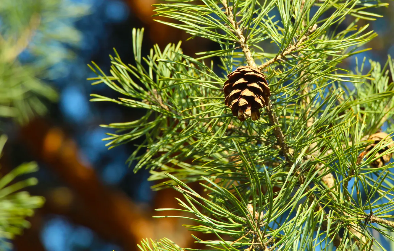 Photo wallpaper pine, twig, cone