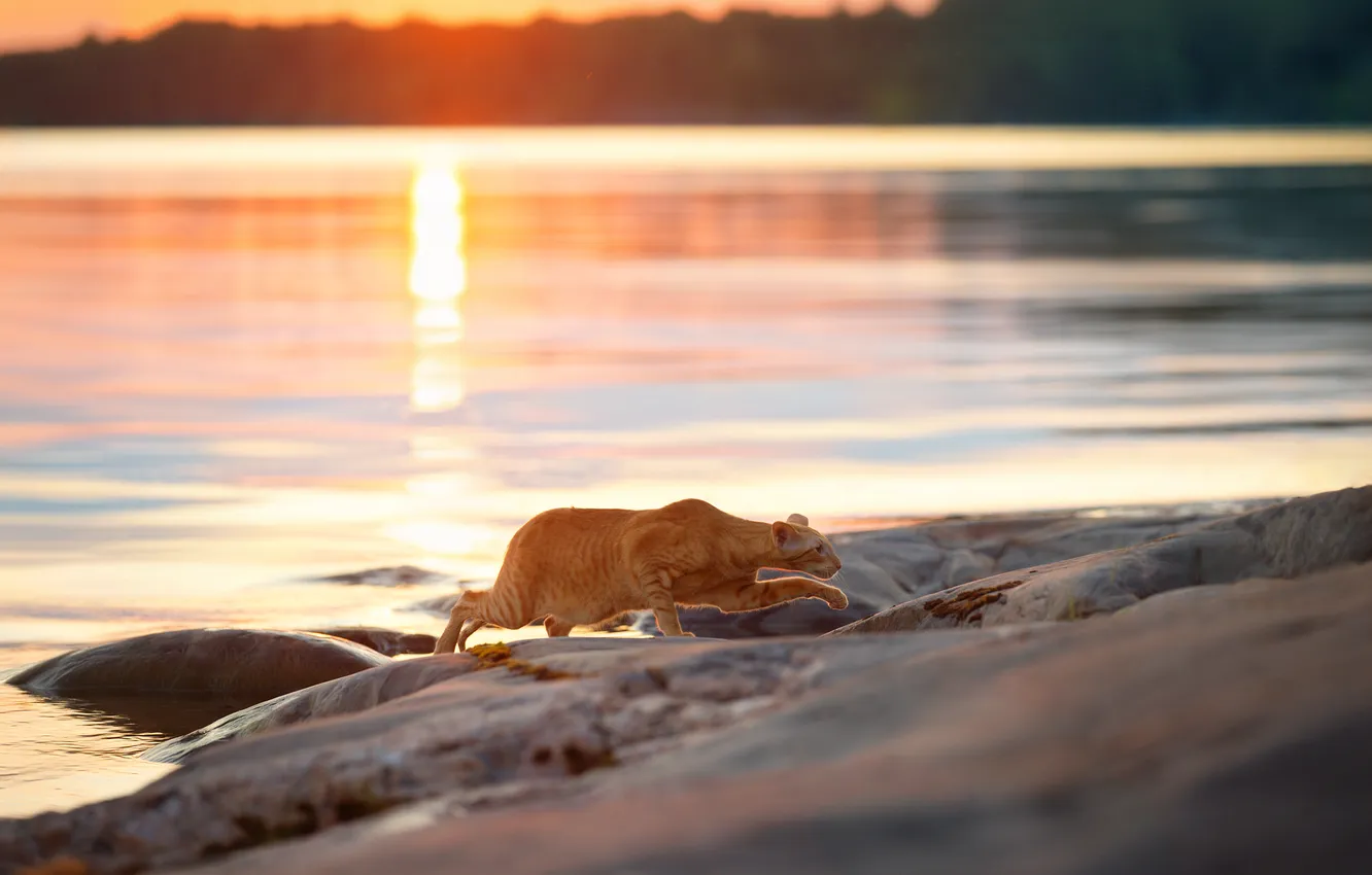 Photo wallpaper Predator, water, rocks, hunting, feline