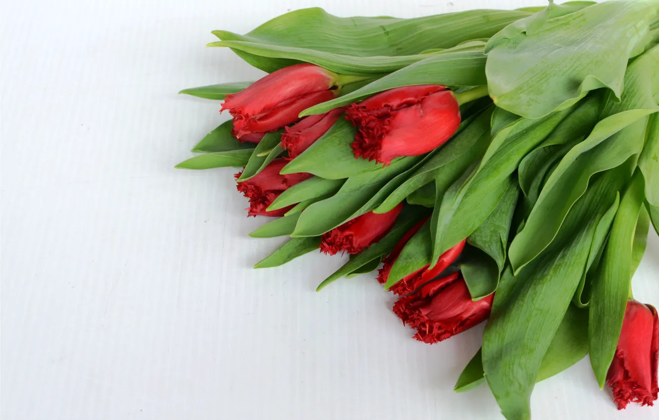Photo wallpaper flowers, bouquet, tulips, red, flowers, tulips