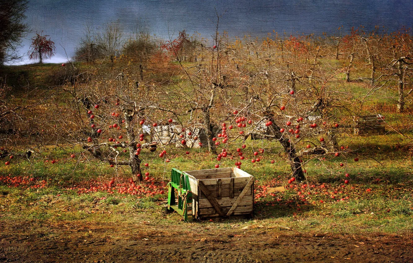 Photo wallpaper apples, garden, Apple