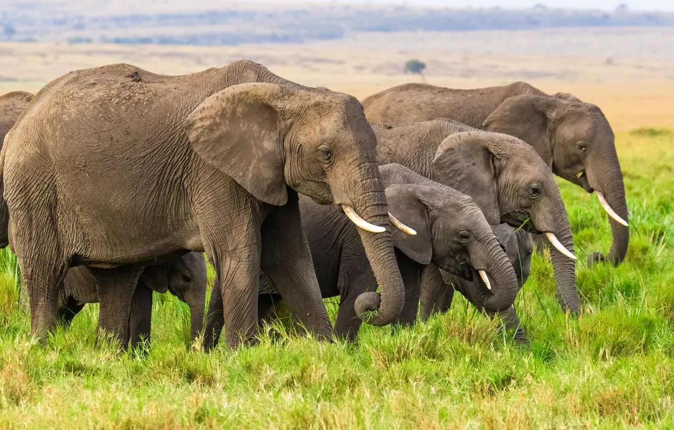 Photo wallpaper elephant, walk, family, a herd of elephants